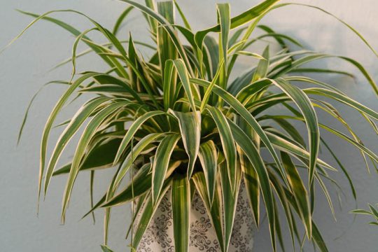 Χλωρόφυτο, φυτό εσωτερικού χώρου που καθαρίζει τον αέρα