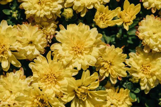 7 μυστικά για τη φροντίδα του χρυσάνθεμου