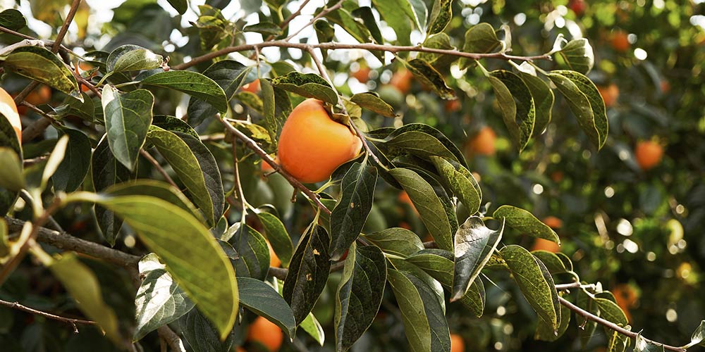 8 μυστικά για την καλλιέργεια του λωτού 7 μυστικά για καλλιέργεια λωτού