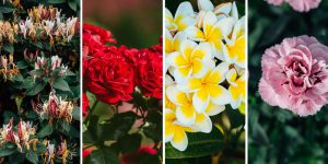 10 λουλούδια με έντονο άρωμα που μυρίζει υπέροχα