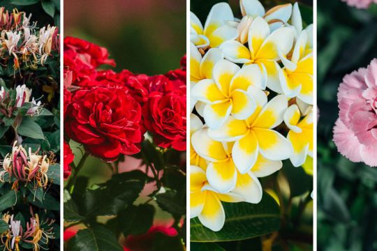 10 λουλούδια με έντονο άρωμα που μυρίζει υπέροχα