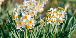 Νάρκισσος, ένα πανέμορφο λουλούδι για κήπο και γλάστρα