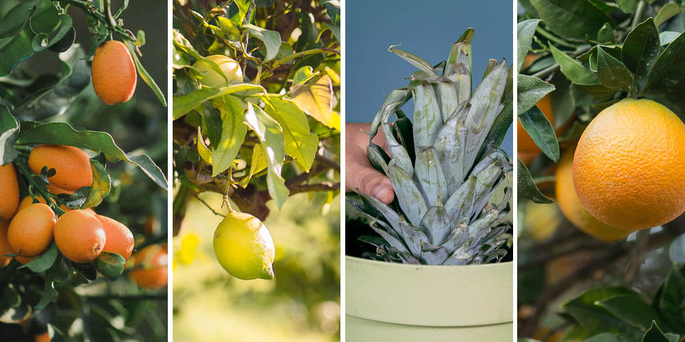 Chap fake Easy to read 6 δέντρα με φρούτα κατάλληλα για γλάστρα σε μπαλκόνι | Τα Μυστικά του Κήπου