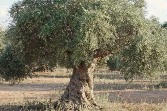 ελια καλλιεργεια