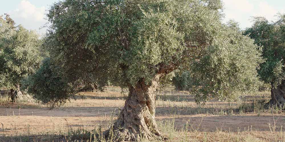 10 μυστικά για την καλλιέργεια της ελιάς | Τα Μυστικά του Κήπου