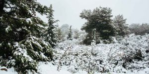 Πώς προστατεύουμε τα φυτά από χιόνι, κρύο, παγετό