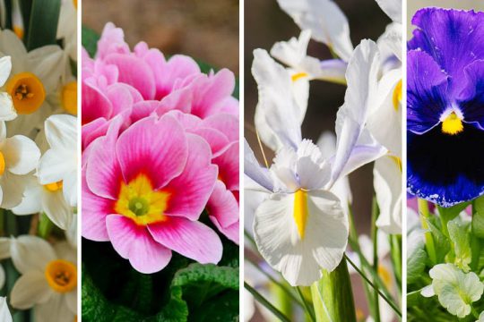 Τα 10 πιο όμορφα χειμωνιάτικα λουλούδια
