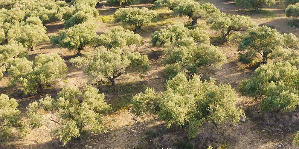10 μυστικά για την καλλιέργεια της ελιάς