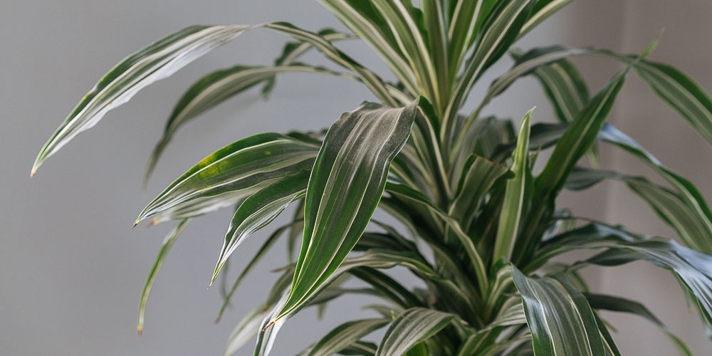 Δράκαινα, ένα εξωτικό φυτό εσωτερικού χώρου