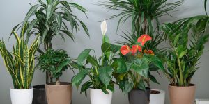 Τι φροντίδα χρειάζονται τα φυτά εσωτερικού χώρου (+video)