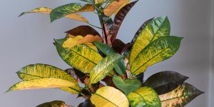 Κρότωνας, φυτό εσωτερικού χώρου με εντυπωσιακά χρώματα