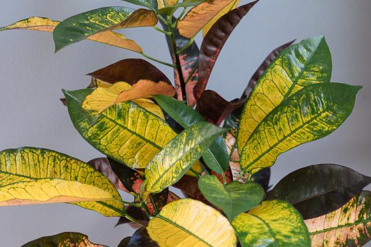 Κρότωνας, φυτό εσωτερικού χώρου με εντυπωσιακά χρώματα