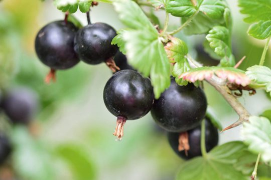 7 μυστικά για καλλιέργεια φραγκοστάφυλου