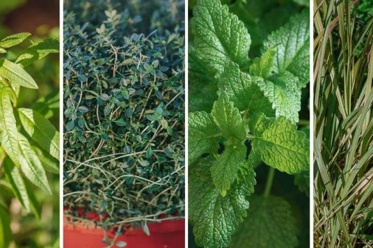 4 αρωματικά φυτά που μυρίζουν λεμόνι
