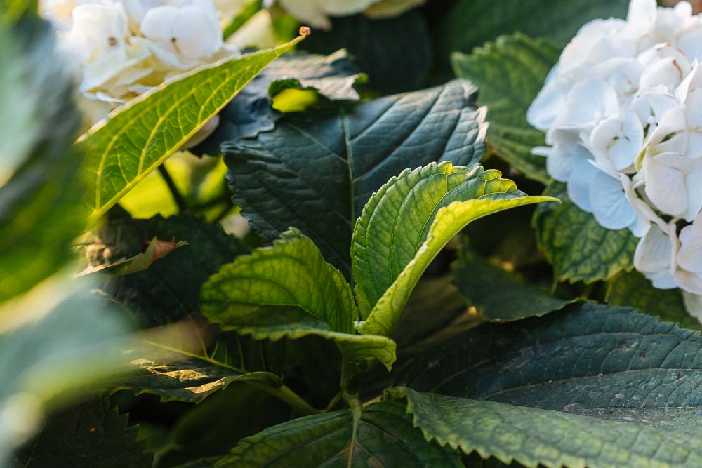 σιδηρος στα φυτα