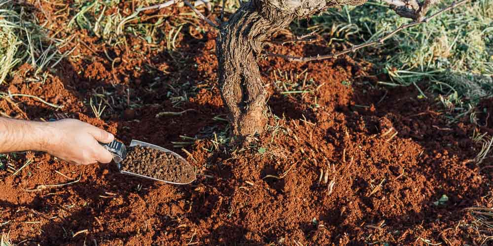 5 μυστικά για τη λίπανση του αμπελιού 5 μυστικά για τη λίπανση του αμπελιού
