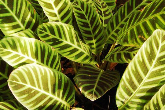 Καλαθέα, φυτό εσωτερικού χώρου με εντυπωσιακά φύλλα