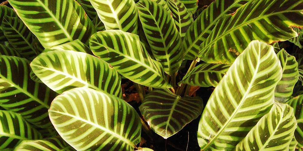 Καλαθέα, φυτό εσωτερικού χώρου με εντυπωσιακά φύλλα