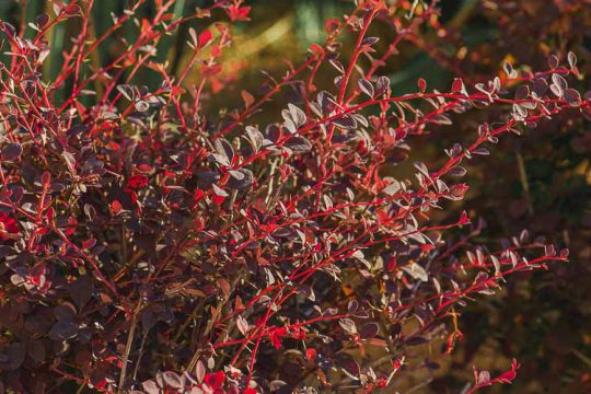 Βερβερίδα, ένας ανθεκτικός θάμνος με κόκκινα φύλλα