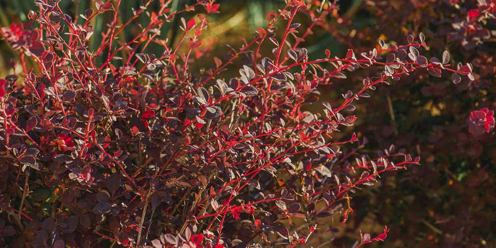 Βερβερίδα, ένας ανθεκτικός θάμνος με κόκκινα φύλλα