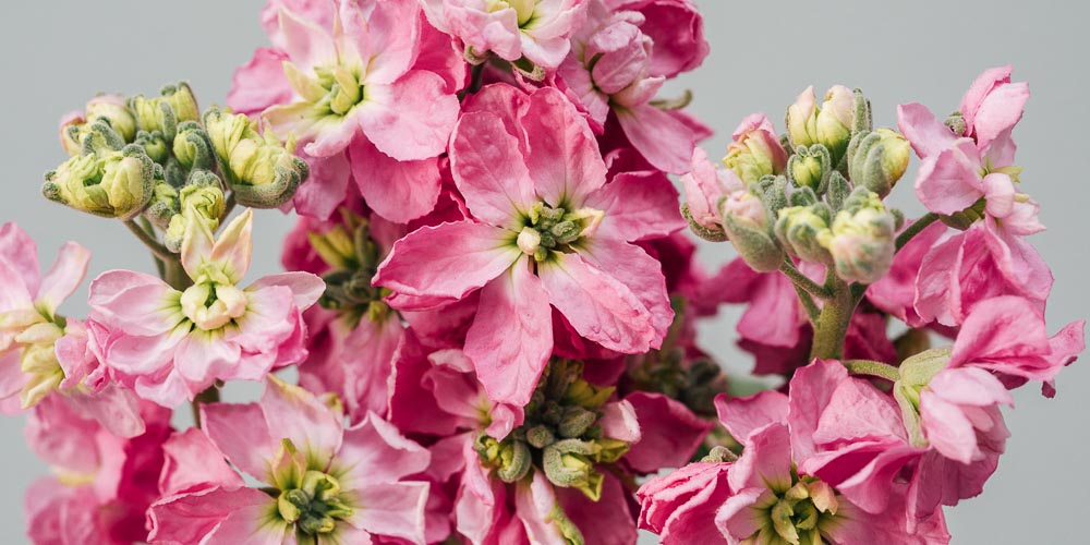 Βιολέτα, ανοιξιάτικο αρωματικό λουλούδι