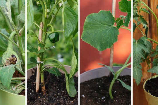 5 ανοιξιάτικα λαχανικά για να καλλιεργήσουμε σε γλάστρα
