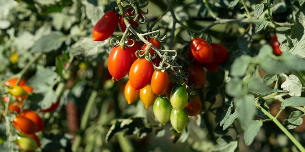 9 μυστικά για να καλλιεργήσουμε νόστιμα ντοματίνια
