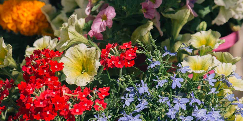 10 λουλούδια για το πρωτομαγιάτικο στεφάνι
