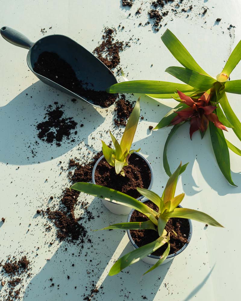 γκουσμανια πολλαπλασιασμος