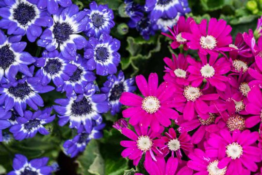 Τζενεράλι, ένα εντυπωσιακό φυτό με πολύχρωμα λουλούδια