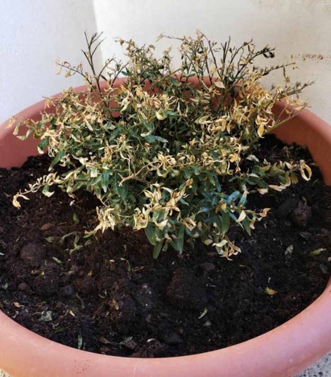 koufea_20190719-133525