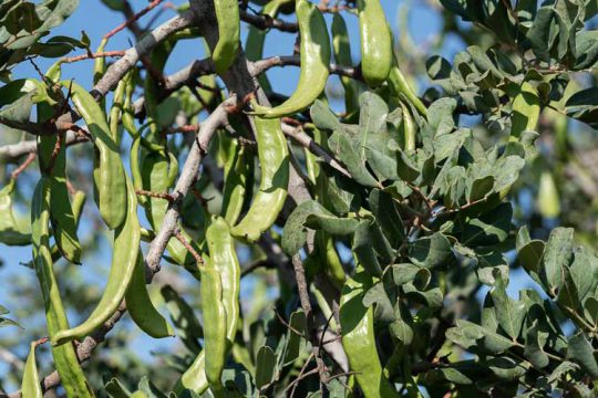 5 μυστικά για την καλλιέργεια της χαρουπιάς