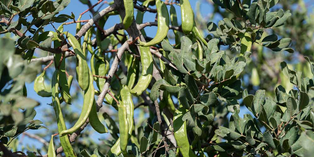 5 μυστικά για την καλλιέργεια της χαρουπιάς