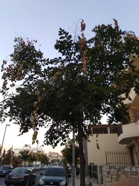 67135876_125797565382913_6849351065460178765_n