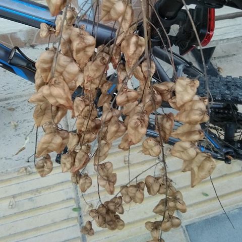 67175990_345497792997355_2552682680367788512_n