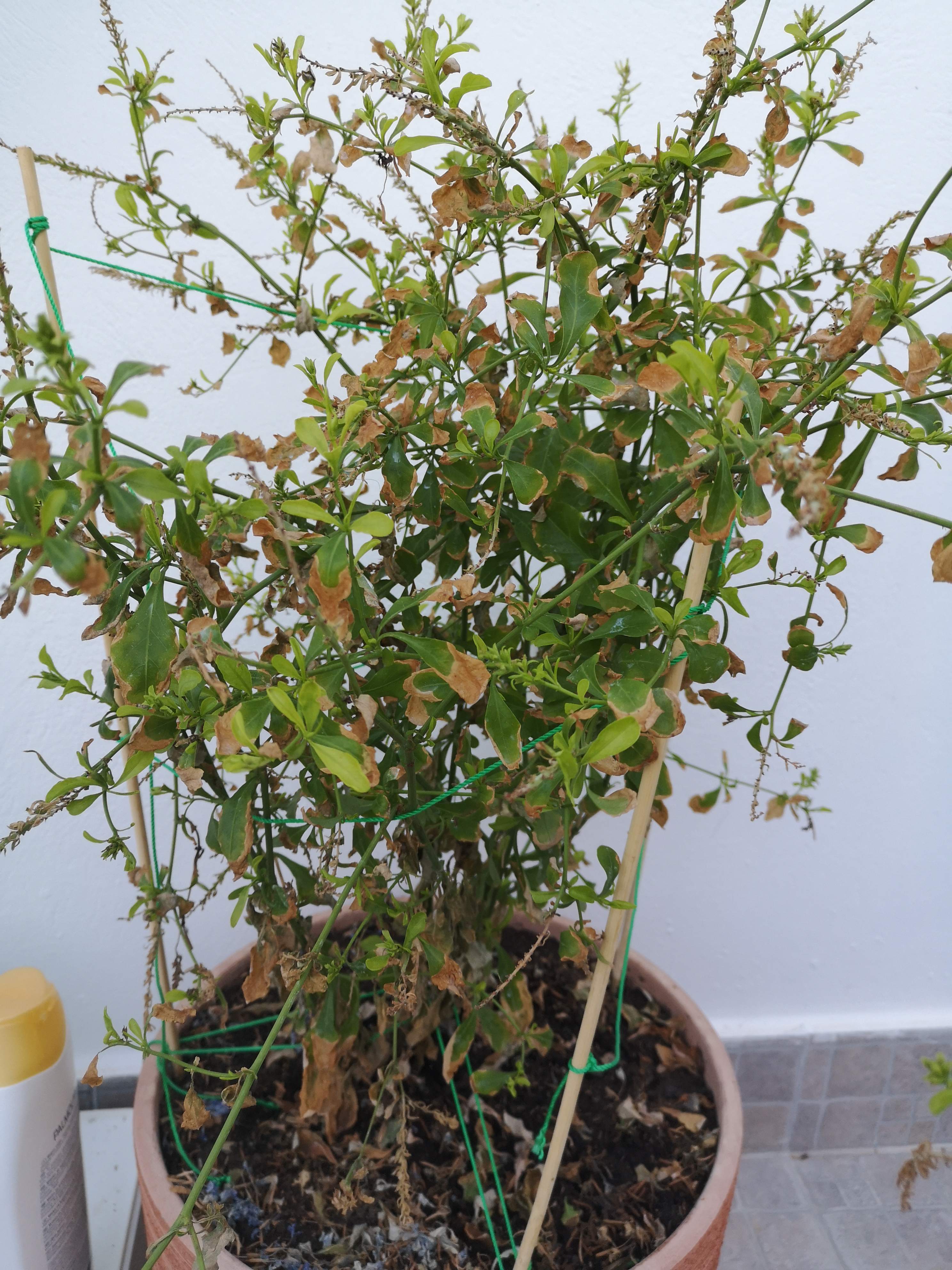 img_20190826_083304_compress10