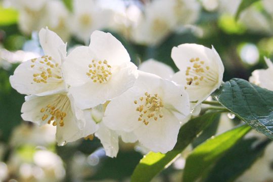 Φιλάδελφος, καλλωπιστικός θάμνος με λευκά αρωματικά λουλούδια