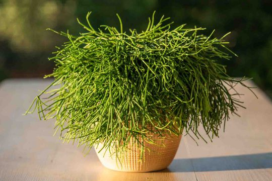 Ριψαλίς, ένα τροπικό φυτό εσωτερικού χώρου