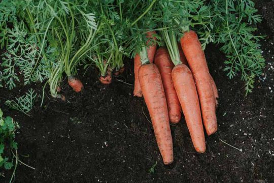 10 μυστικά για φύτευση και καλλιέργεια καρότου