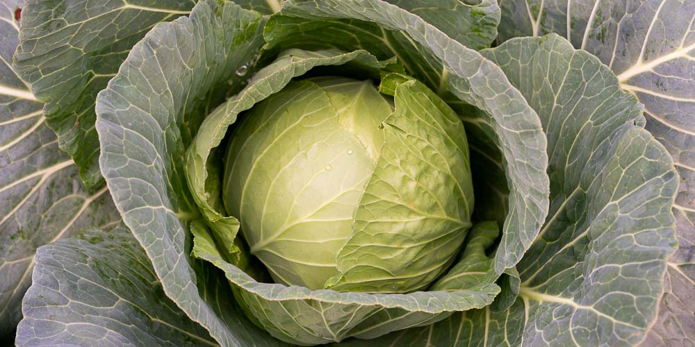10 μυστικά για φύτευση και καλλιέργεια λάχανου