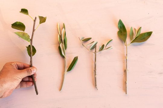 Πώς επιλέγουμε εμβόλια για το μπόλιασμα των καρποφόρων δέντρων