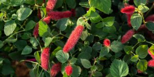 Ακαλύφα, ένα φυτό που μοιάζει με κόκκινη ουρά γάτας