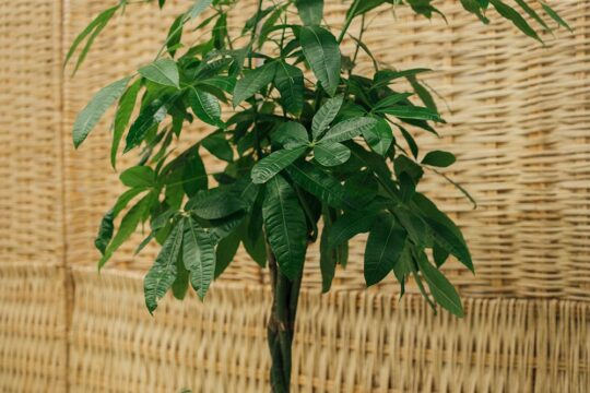 παχιρα φυτο τυχη