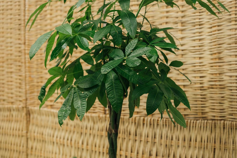 παχιρα φυτο τυχη