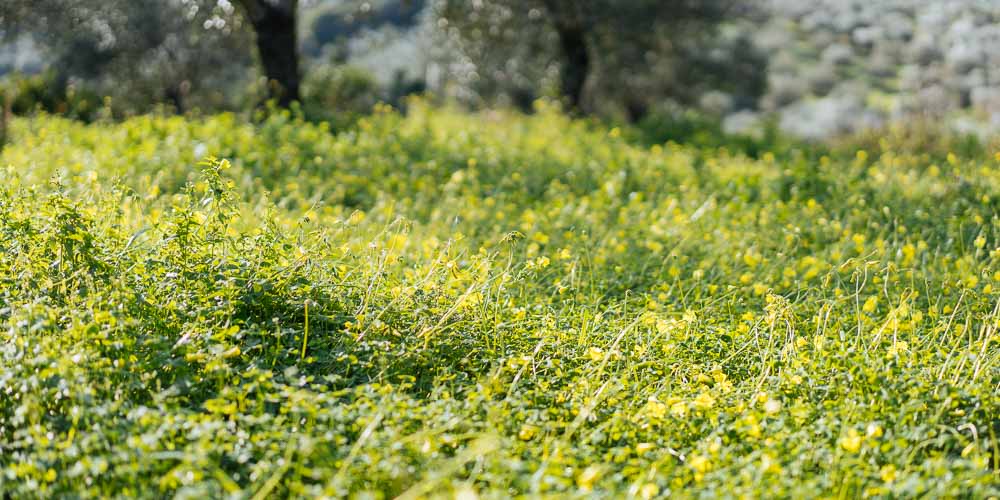 Ζιζάνια αντιμετώπιση