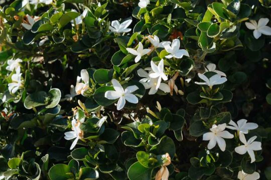 White five-petaled flowers scattered among dense glossy green leaves on a flowering shrub