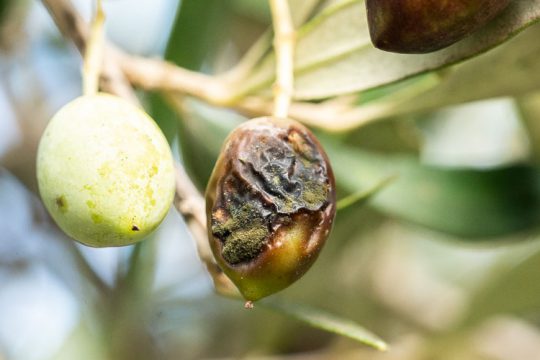 Πώς γίνεται η αντιμετώπιση του γλοιοσπόριου της ελιάς