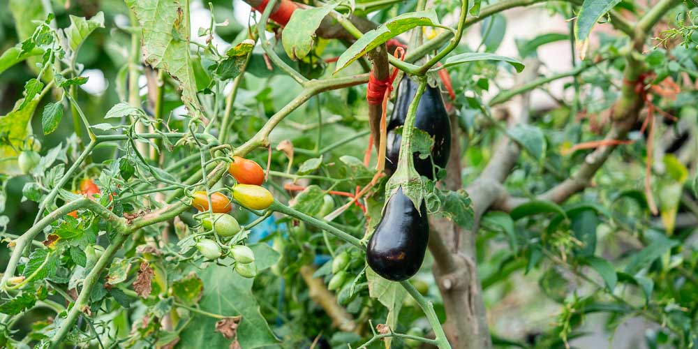 Σολανόδεντρο, ένα δέντρο που μεγαλώνουν ντομάτες, πιπεριές και μελιτζάνες