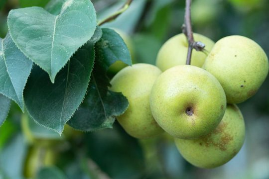 Αχλαδόμηλο, ένα αχλάδι σε σχήμα μήλου