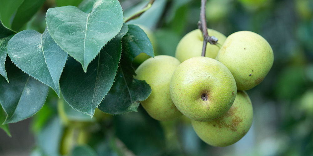 Αχλαδόμηλο, ένα αχλάδι σε σχήμα μήλου